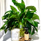 Peace Lily Water Vase