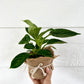 Philodendron Birkin