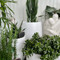 Cowboy Cactus in White Belly Pot