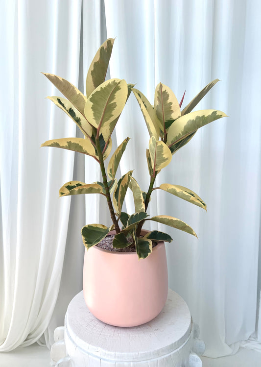 Ficus Elastica Tineke