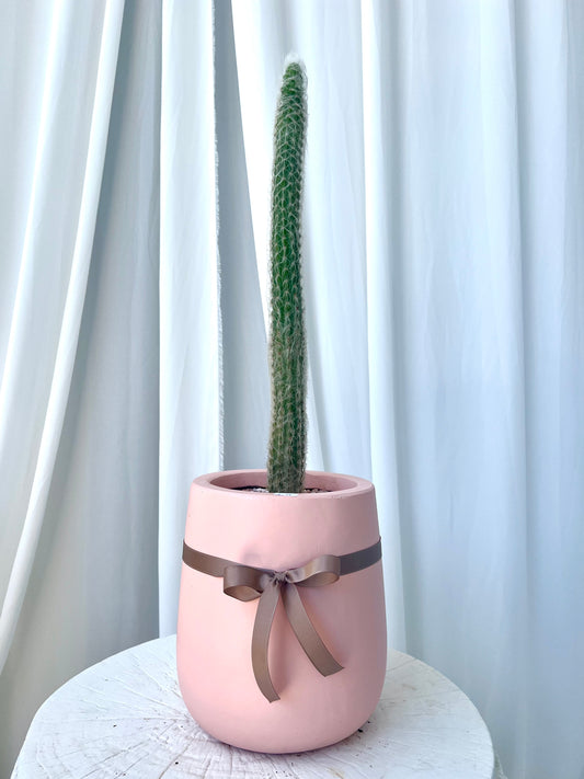 Morawetzia Sericata Cactus