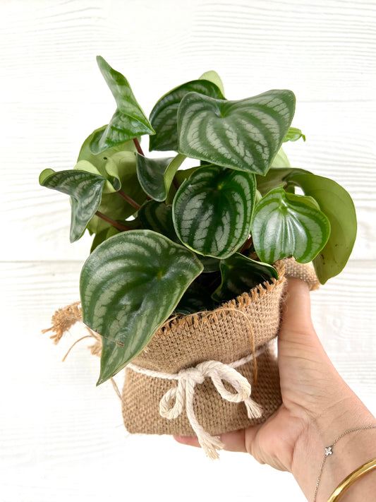 Peperomia Watermelon