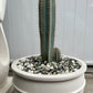 White Terracotta Coastal Ring Pot