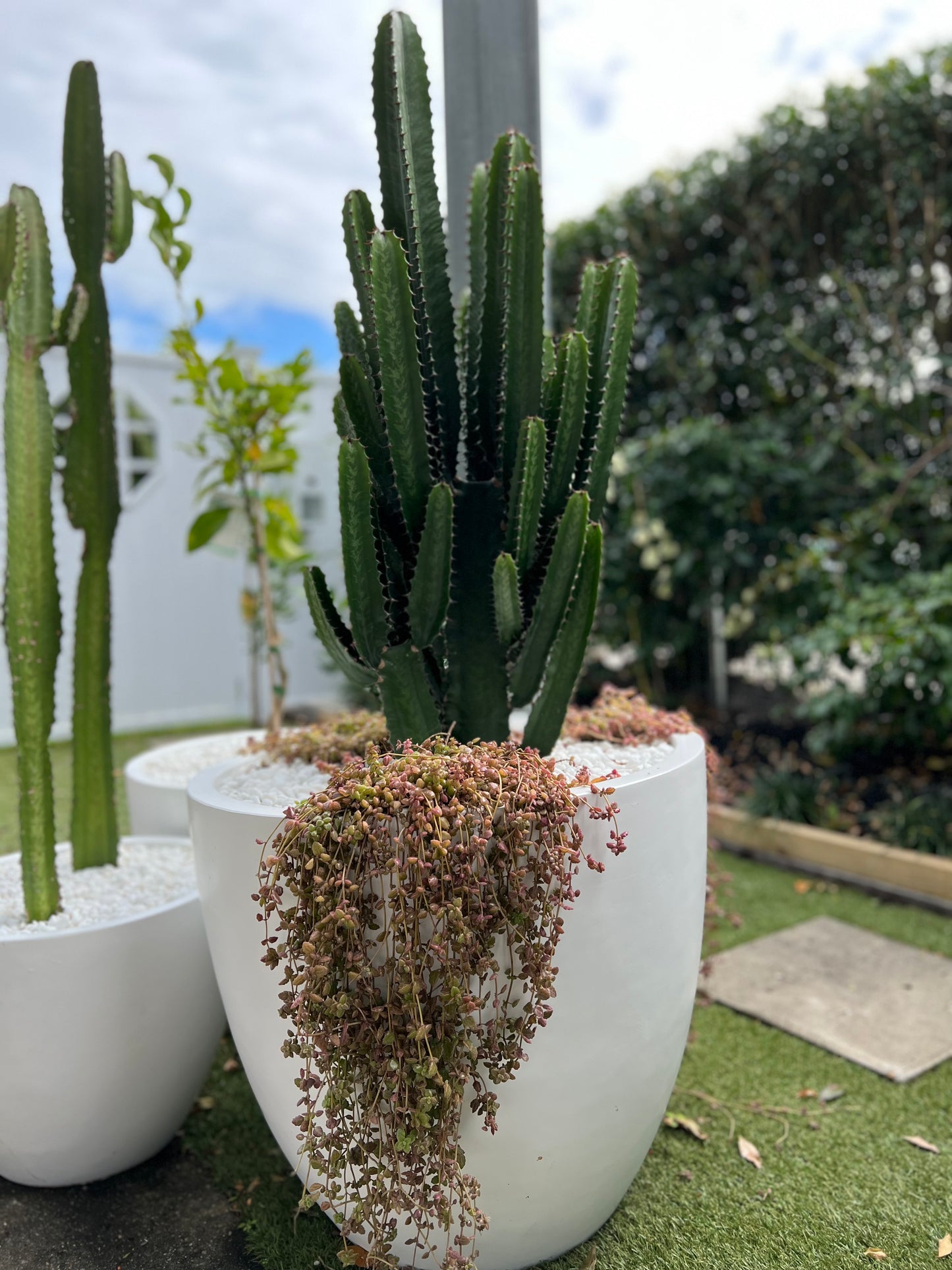 Cowboy Cactus in White Fibrestone Egg Pot.