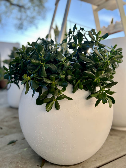 Our Beautiful Jade Plant