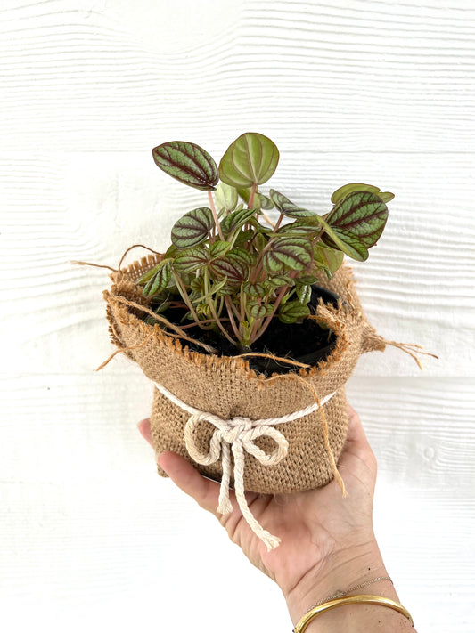 Peperomia Piccolo Banda