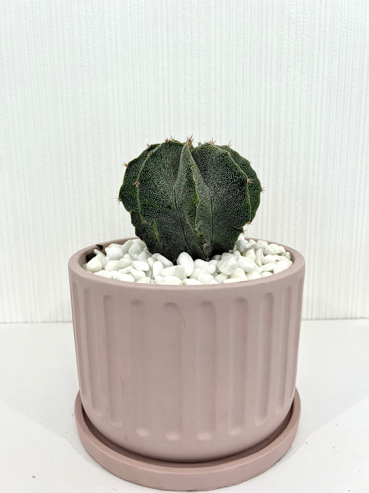 Astrophytum Myriostigma Var Cactus