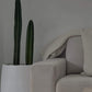 San Pedro Cactus in White Belly Pot