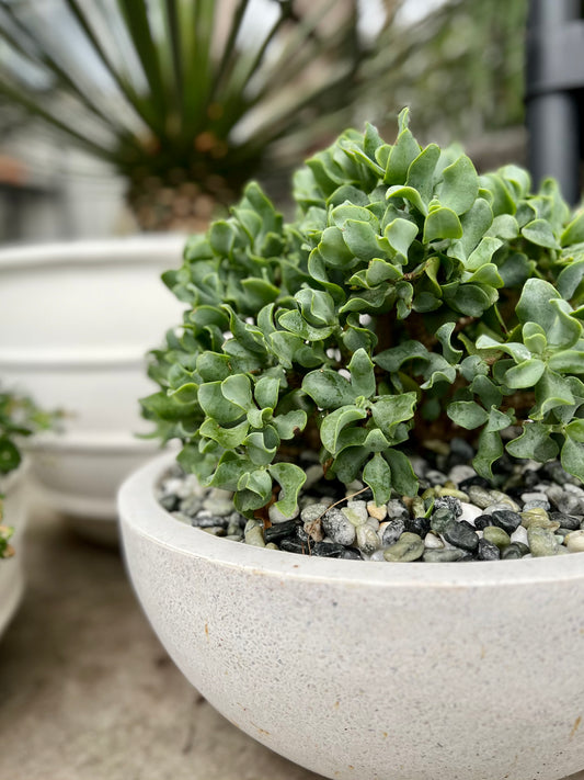 Wavy Jade Succulent in Small White Terrazzo Bowl