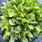 Lettuce Bowls