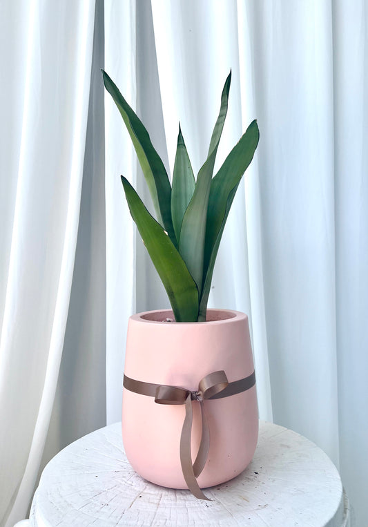 Sansevieria Moonshine Snake Plant