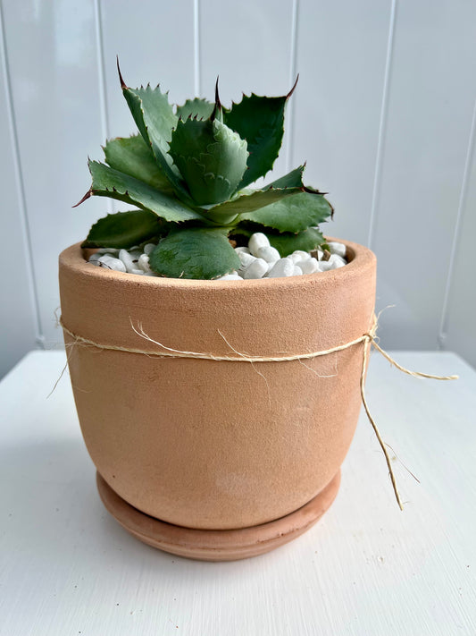 Butterfly Agave in U-Shaped Terracotta Pot with Saucer