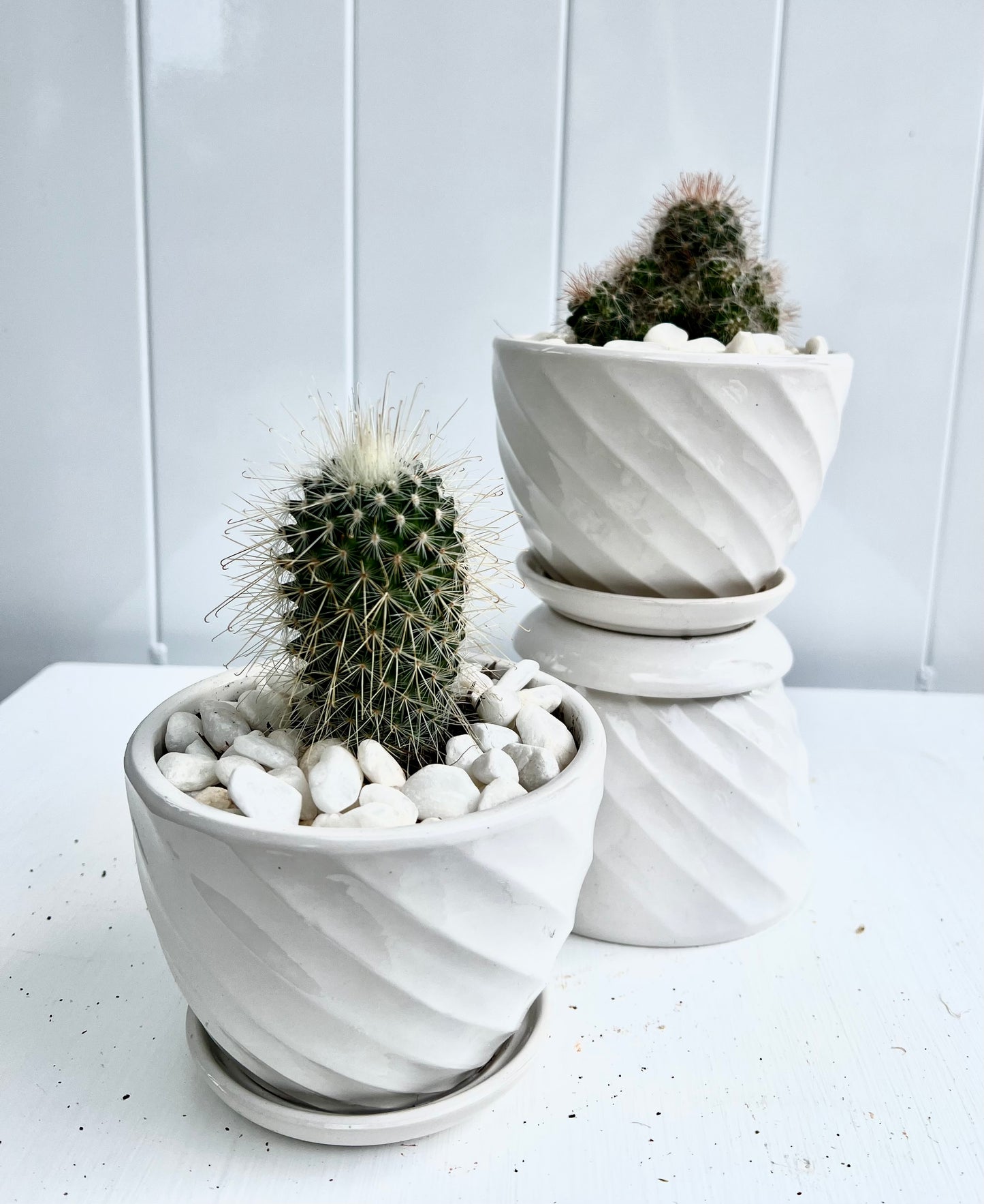 Seasonal Baby Cactus in Twisted White Ceramic Pot with Integrated Saucer