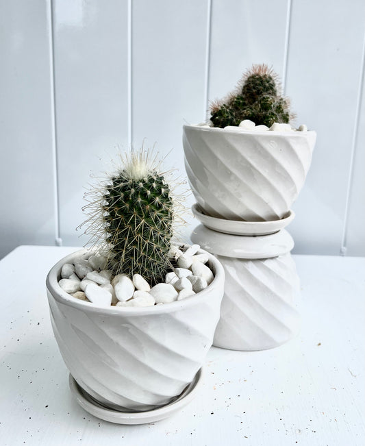 Seasonal Baby Cactus in Twisted White Ceramic Pot with Integrated Saucer