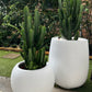 Cowboy Cactus in White Belly Pot
