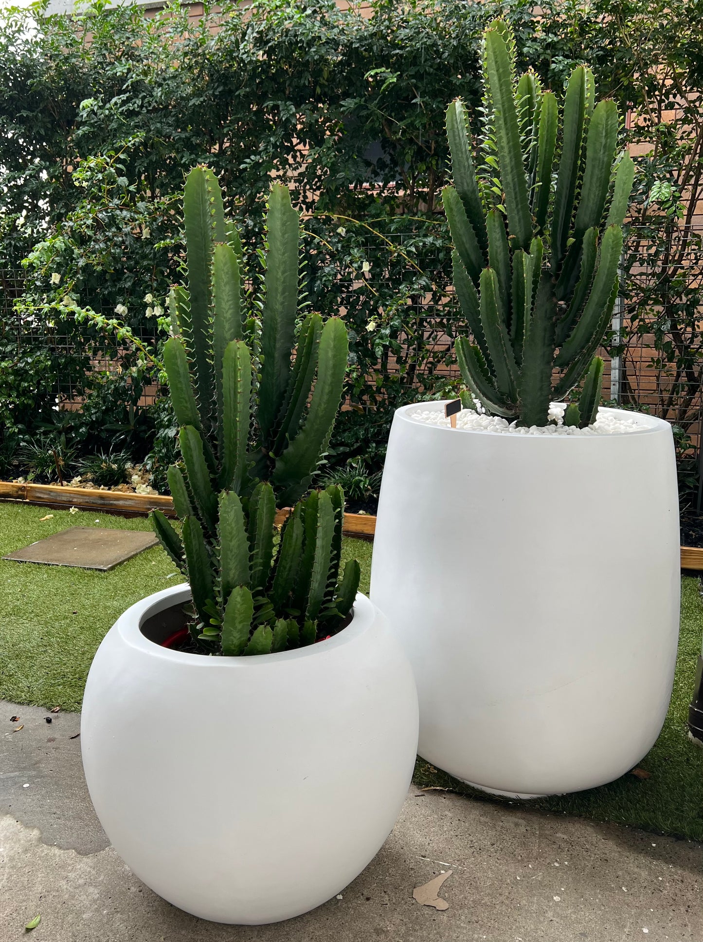 Cowboy Cactus in White Belly Pot