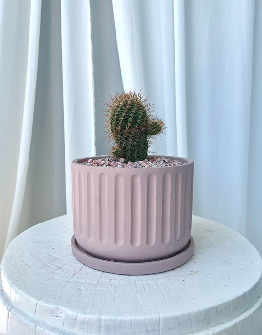 Coleocephalocereus Cactus