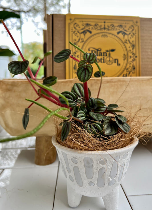 Peperomia Piccolo Banda In Mini-Footed Ceramic Pot