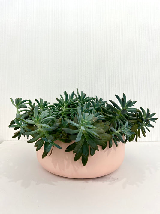 Pink Bowl of Jelly Succulents