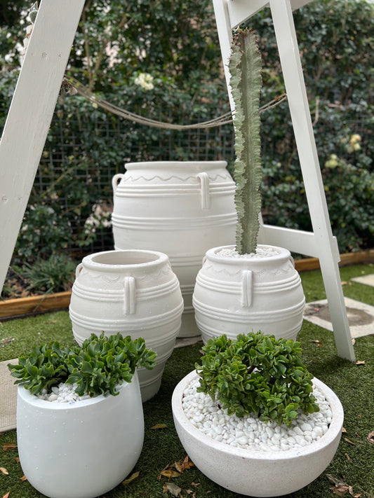 Ghost Cactus in White Textured Vintage Urn