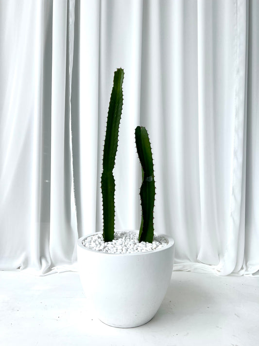 Cowboy Cactus in White Fibre Stone Egg Pot
