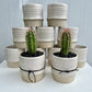 Assorted Cactus in Glazed/ Raw Ceramic Pot