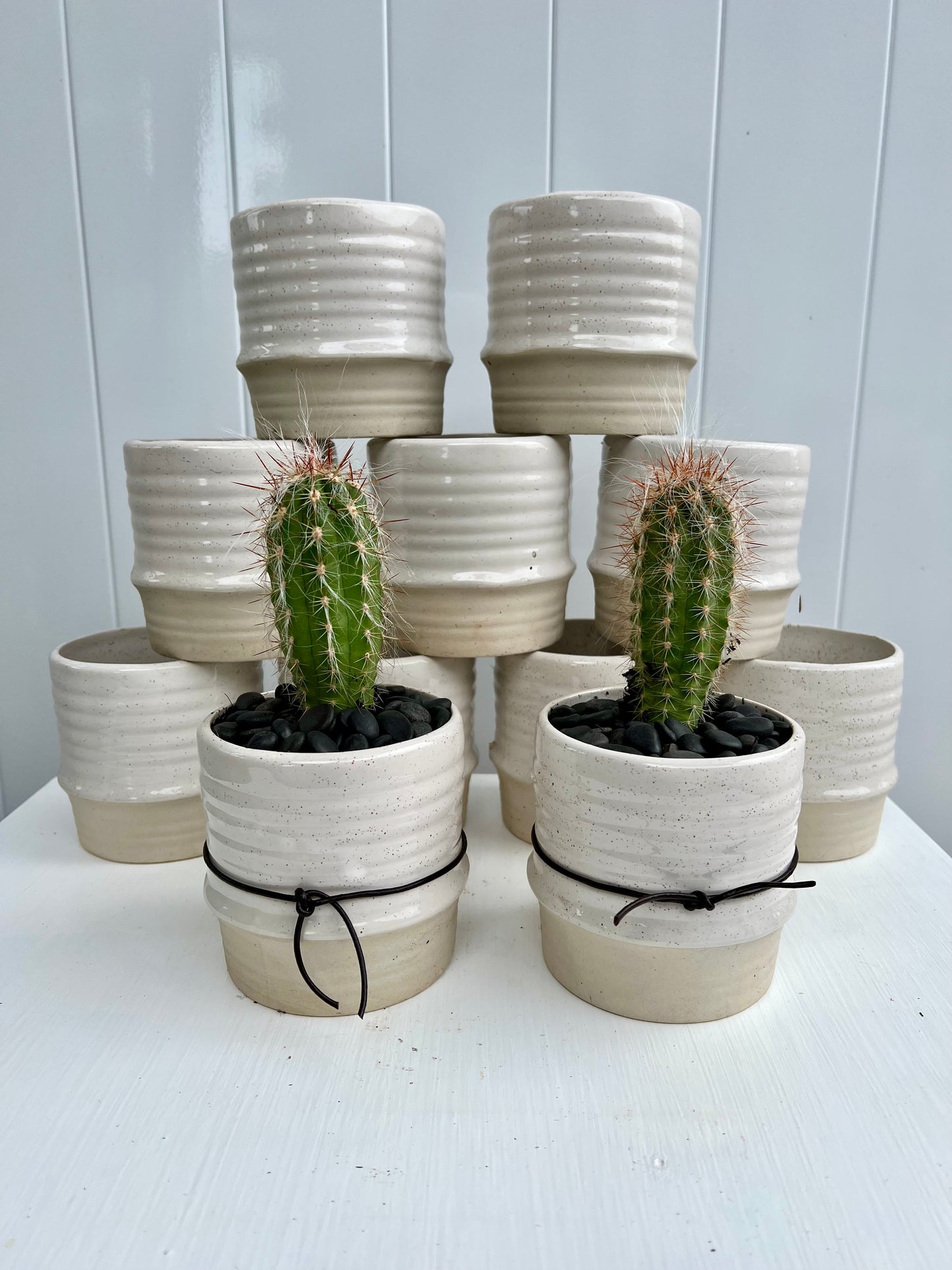 Assorted Cactus in Glazed/ Raw Ceramic Pot