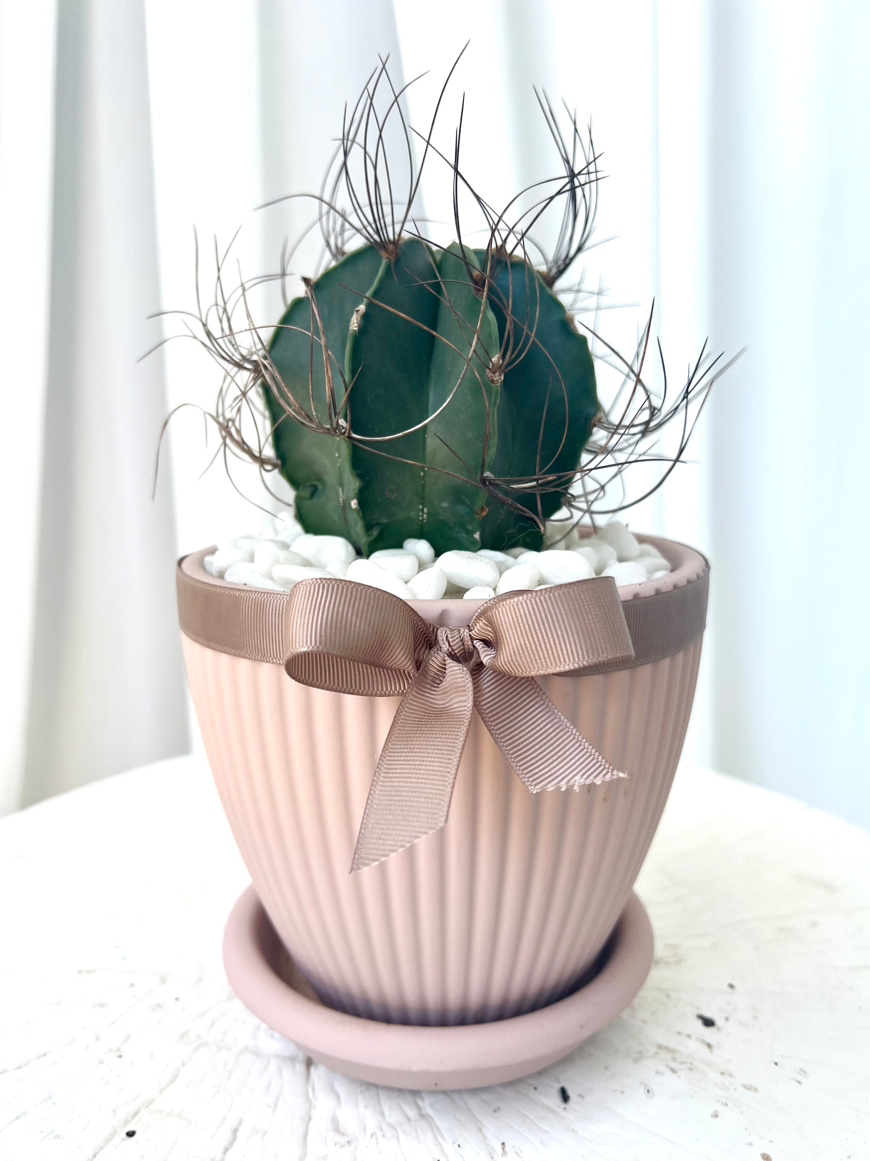 Goats Horns Cactus Plant People