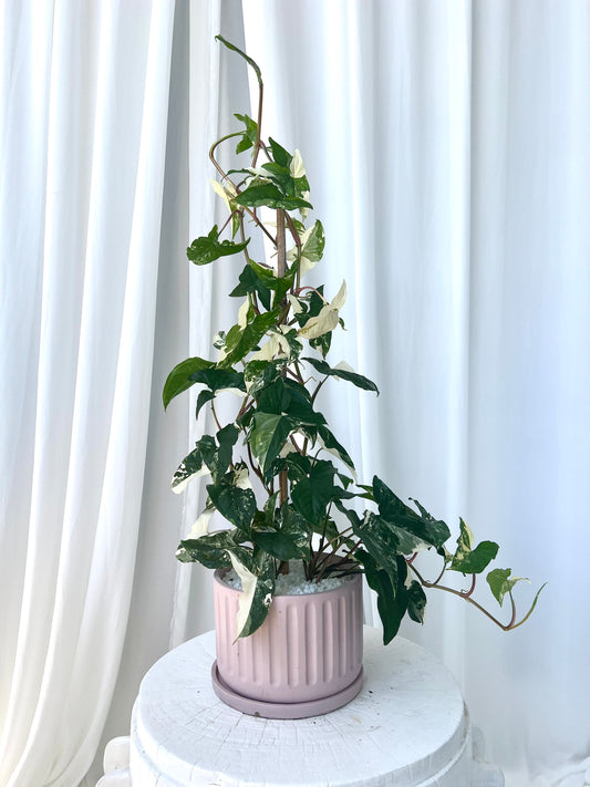 Variegated Syngonium