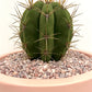 Trichocereus Pasacana