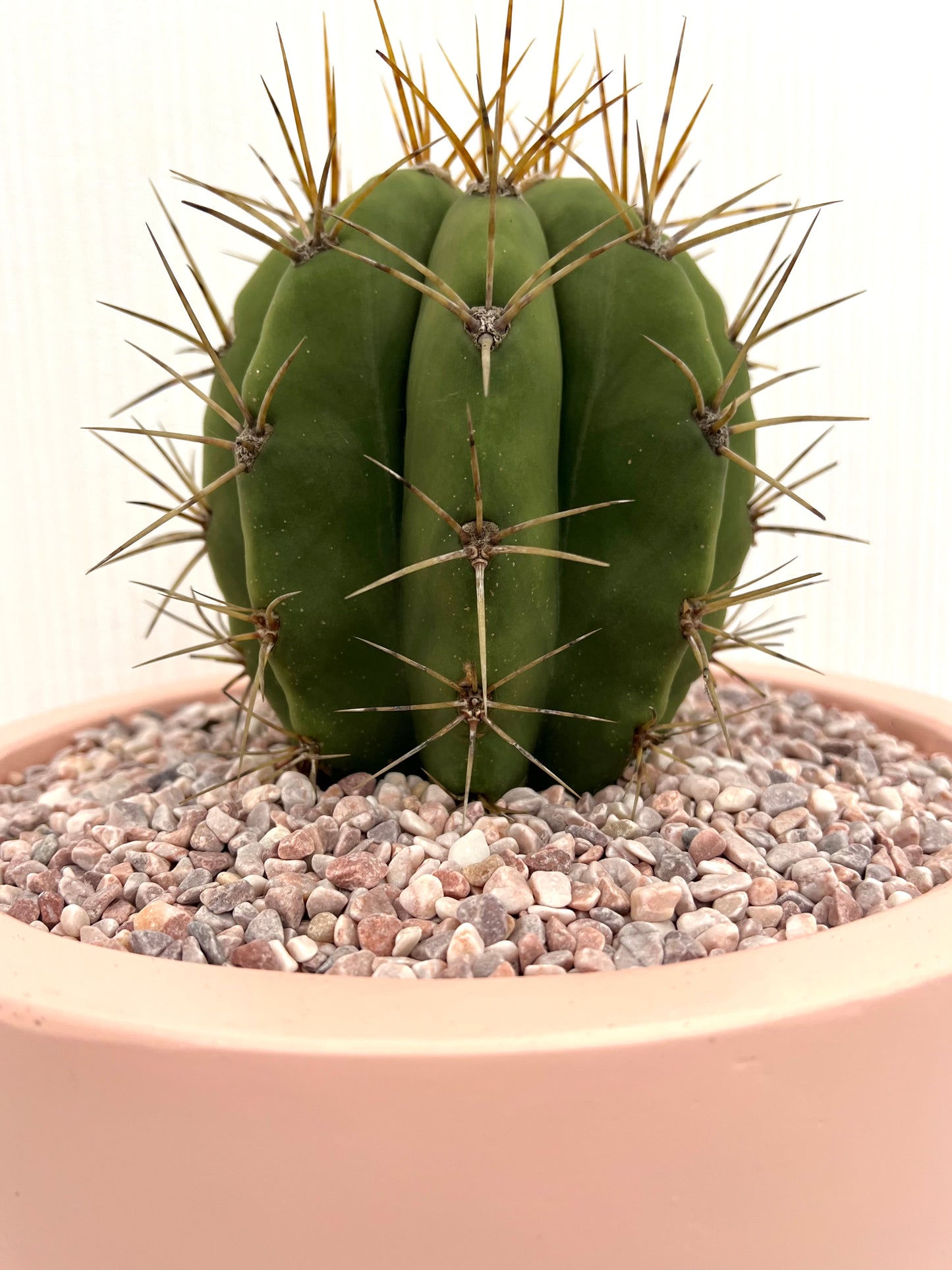 Trichocereus Pasacana