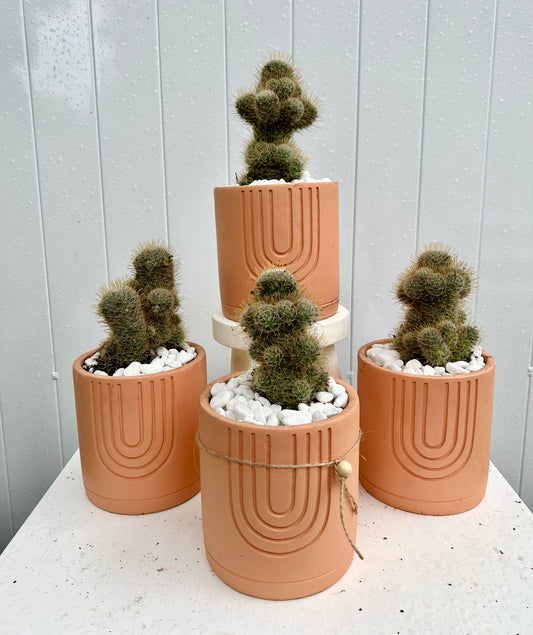 Pincushion Cactus in Terracotta Colour Amy Pot