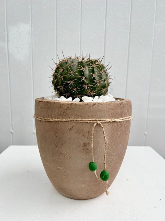 Buche Cactus in Antique Egg-Shaped Terracotta Pot with Saucer