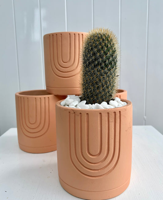 Ladyfinger Cactus in Terracotta Colour Amy Pot