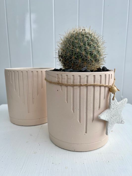 Mariposa Cactus in Sandstone Colour Amy Pot