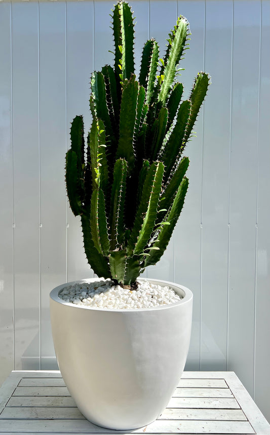 Cowboy Cactus in White Egg Shape Fibre Stone Pot