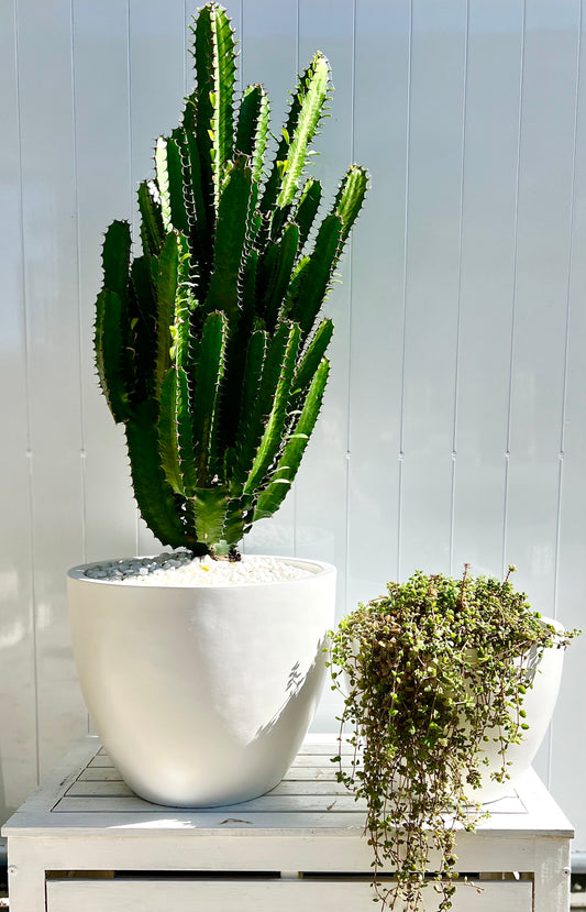 Cowboy Cactus in White Egg Shape Fibre Stone Pot