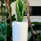 Cowboy Cactus in White Cindy Pot
