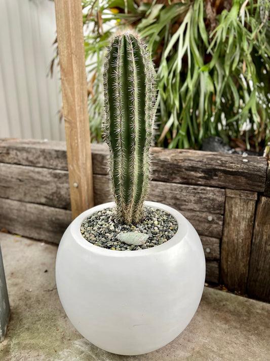 Mexican Giant Cardon Cactus