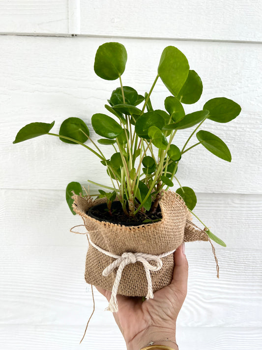 Pilea Chineses Money