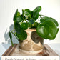 Penny Palm Tree Pot