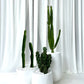 Cowboy Cactus in White Belly Pot
