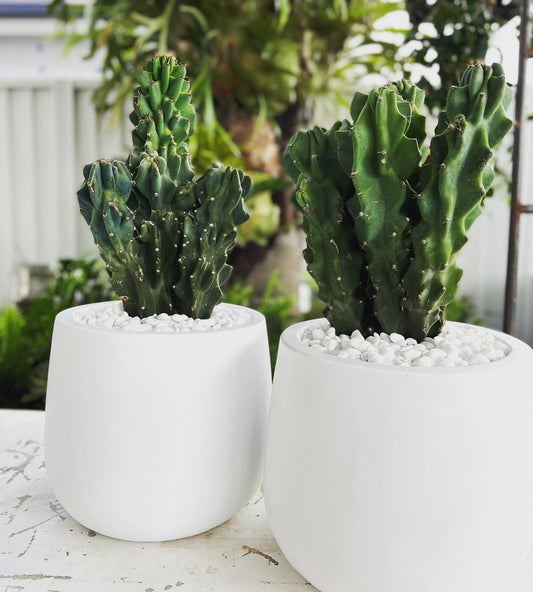 Monstrose Apple Cactus in Small White Fibrestone Duffey Pots