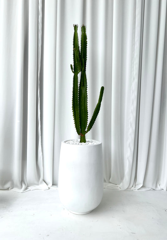 Cowboy Cactus in White Belly Pot