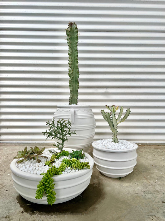 Ghost Cactus in White Textured Vintage Urn