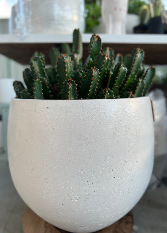 Fairy Castle Cactus in White Concrete Pot