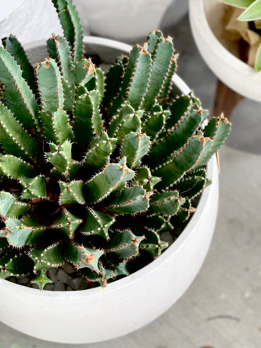 Fairy Castle Cactus in White Concrete Pot