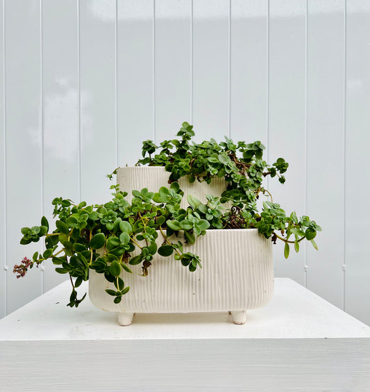 Hanging Succulents in White Footed Ceramic Pot