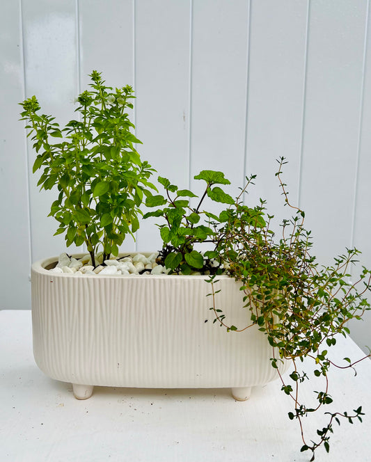 Mixed Herb Garden