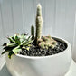 Cactus Garden in White Small Fibre Stone Cindy Bowl